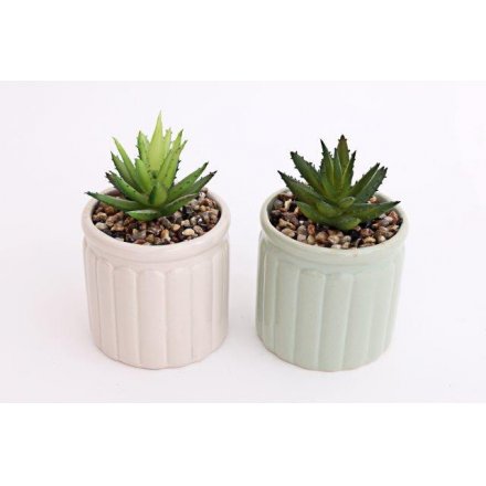 Embossed Potted Succulents, 12cm 