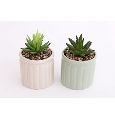 Assorted by their sage green and white pot tones, these potted succulents will place perfectly on any windowsill or shel