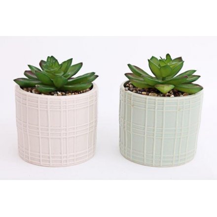 Embossed Potted Succulents, 14cm 