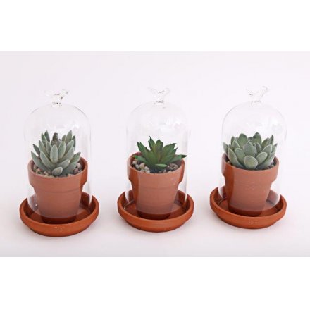 Artificial Succulents In Domes 9 cm