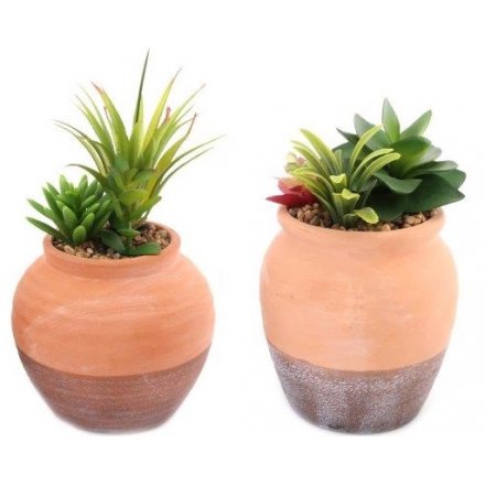 Succulents In Terracotta Pots, 18cm 