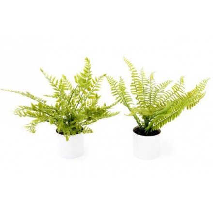 Assorted Potted Ferns, 28cm 