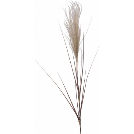 Long Pampus Grass, 88cm 