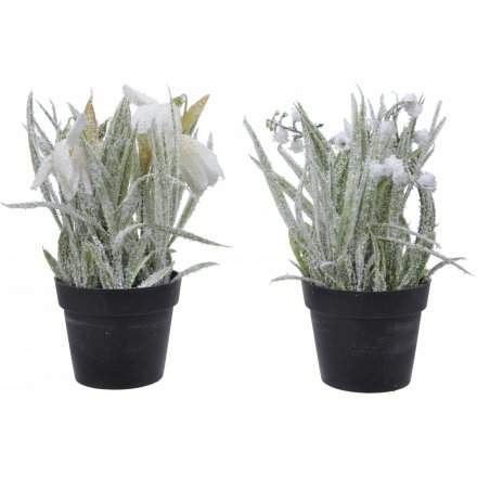  an assortment of potted plants coated with frosted glitter 