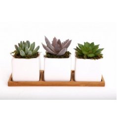 Sure to place perfectly on any shelf, sideboard or windowsill, a set of 3 ceramic potted succulents finished with a wood
