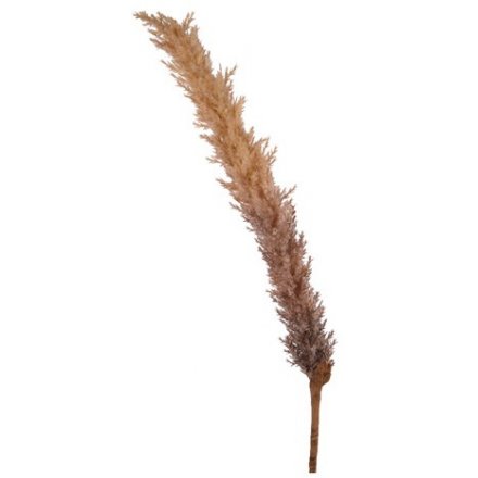 Large Ombre Pampas Grass