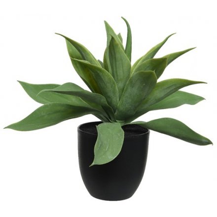 Potted Agave Plant 37cm
