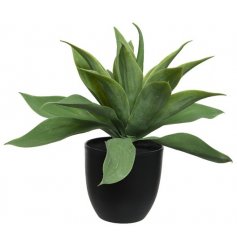 A fine quality, beautifully presented artificial agave plant with black pot.