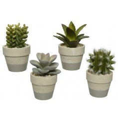An assortment of 4 attractive artificial succulents set within grey and natural pots with pebbles.