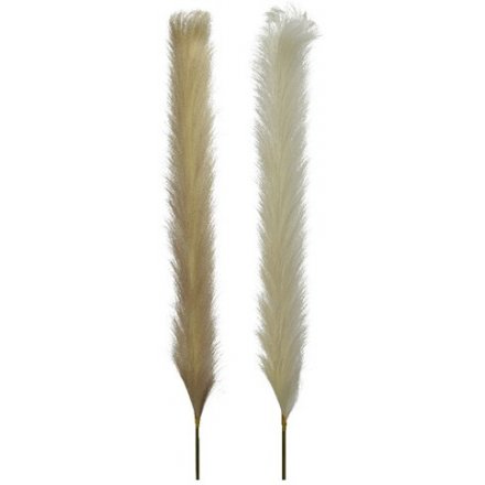 Two Assorted Pampas, 130cm