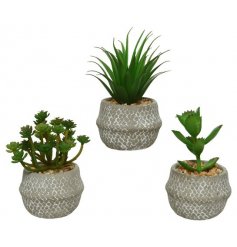 An assortment of 3 artificial succulents set within decorative concrete pots.