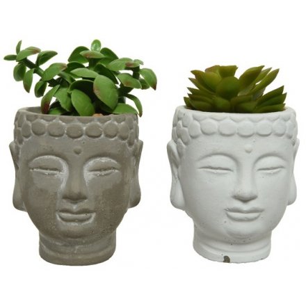 Buddha Succulents, 2a 15cm