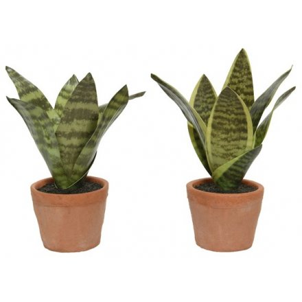 Snake Plant Artificial, 2a