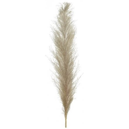 Pampas Grass, 65cm