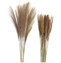 A mix of 2 natural pampas grass bundles. 