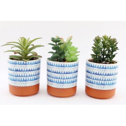 Succulents In Blue Ceramic Pots, 17.5cm, 