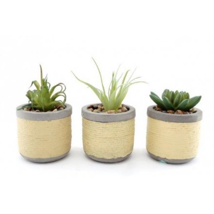 Twine Wrapped Potted Succulents, 10.5cm 
