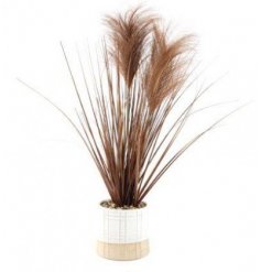 A Tall Stemmed Succulent in a deep brown tone 