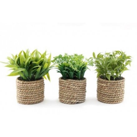 Twine Wrapped Potted Succulents, 14cm 