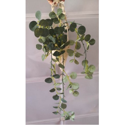 Hanging Eucalyptus In Macrame Basket, 60cm 