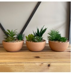 An assortment potted succulents, each with a simplistic charm 