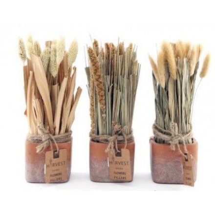 Dried Grass Bunches In Pots, 23cm 
