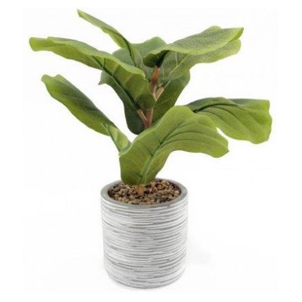 Artificial Fig Plant In Pot, 23cm 