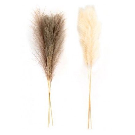An assortment of neutral toned pampas stems with a wide foliage spread 