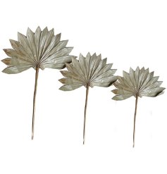 An assortment of natural dried sun spear stems, perfect for adding a finishing touch to any empty vase 