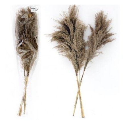 Assorted Natural Pampas Stems, 66cm 
