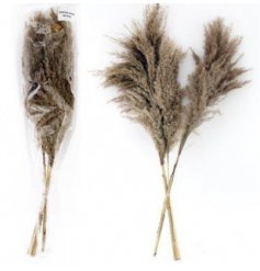 A chic assortment of Natural Pampas Reeds in soft brown and beige hues 