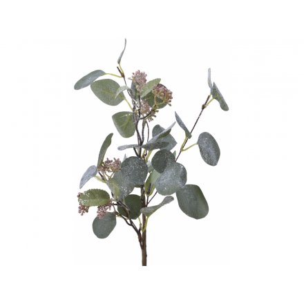 Eucalyptus Stem, 50cm 