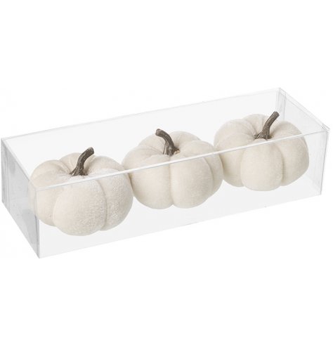Three white velvet pumpkins with a realistic bronzed stalk presented in a clear box.
