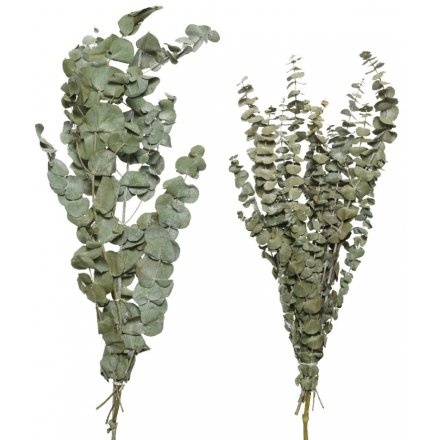Eucalypthus on stem natural dried 2ass