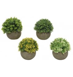 These lovely potted plants will look perfect within your home, kitchen or garden.
