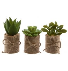 These lovely potted plants will look perfect within your home, kitchen or garden.