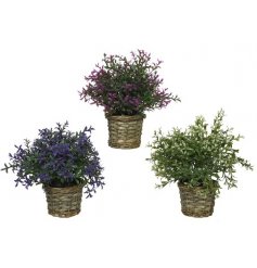 Assorted heather in wicker pots, These lovely potted heathers will look perfect within your home, kitchen or garden.