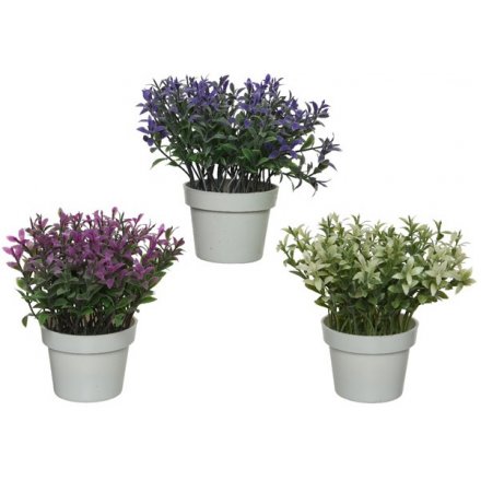 Assorted heather in wicker pots, these lovely potted heathers will look perfect within your home, kitchen or garden.