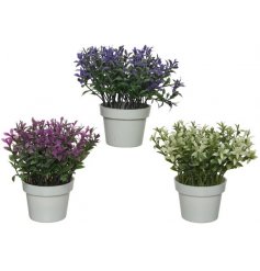 Assorted heather in wicker pots, these lovely potted heathers will look perfect within your home, kitchen or garden.