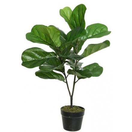 Artificial Potted Fig Tree, 71cm