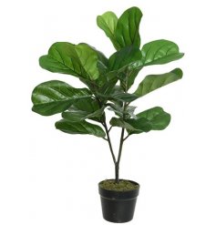 An artificial Fig tree set within a plastic pot, ready to be placed within a new planter, container or pot. 