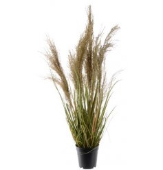This delightful grass plant will bring a touch of spring to your room, kitchen or garden. 