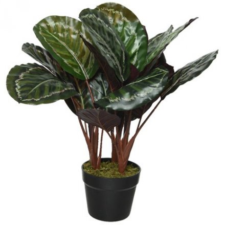 A tropical plant to add a vibrancy of green to any living or kitchen space. 