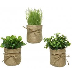 These lovely potted herbs will look perfect within your home, kitchen or garden.