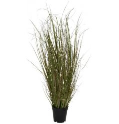 This vibrant grass plant will bring a touch of spring to your room, kitchen or garden.