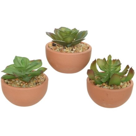 Small artificial succulents placed within assorted ceramic pots 