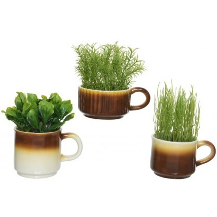 Assortment Of 3 Types Of Herb In Mugs
