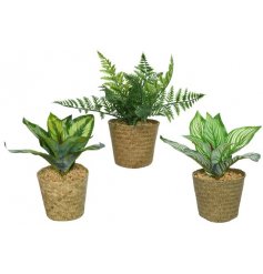 An assortment of potted succulents, each within a hessian wrapped pot 