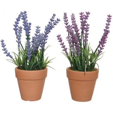 These lovely potted lavenders will look perfect within your home, kitchen or garden.