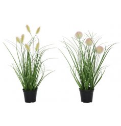 Two delightful grasses that will bring a senses of spring into your living space, kitchen or garden.